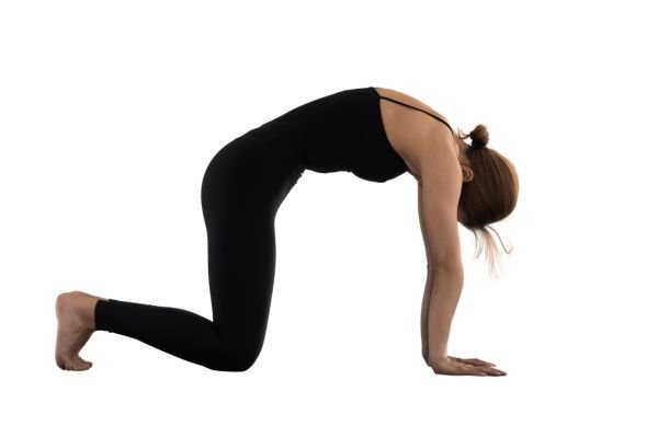 Cat and cow yoga pose
